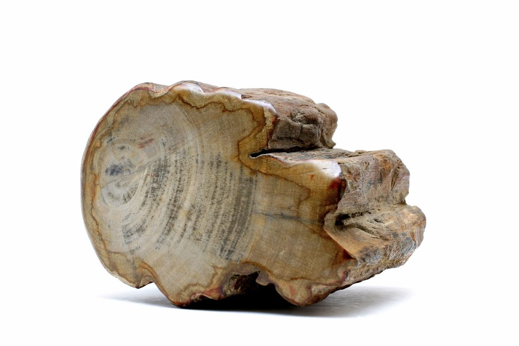 Herhaal Verbinding Dageraad Petrified Wood - ABC Stone : ABC Stone