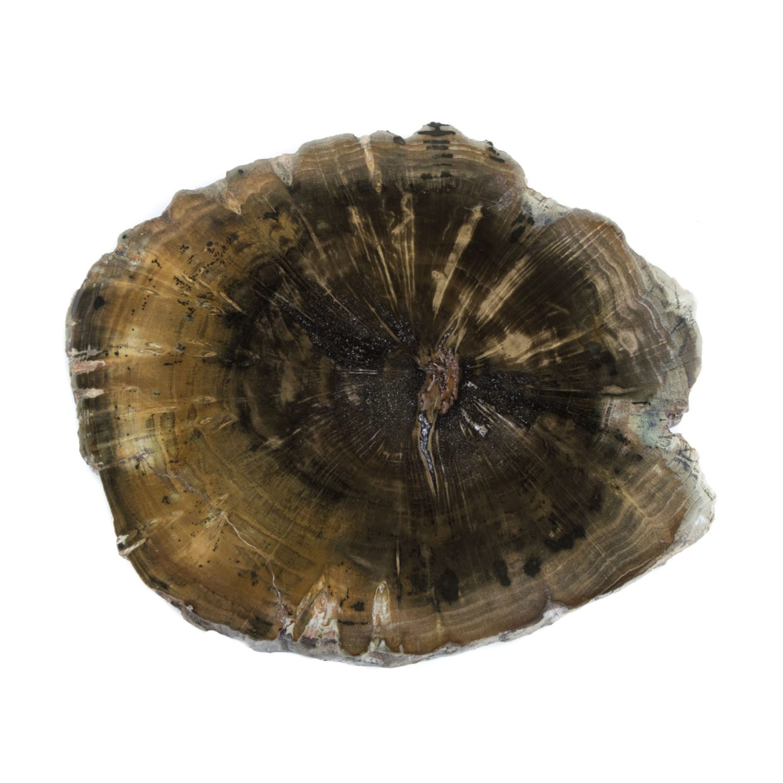 Black Petrified Wood ABC Stone ABC Stone